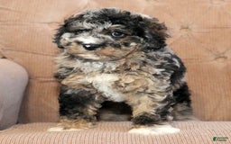 Cockapoo dogs for sale: Bo Jangles - Image 1
