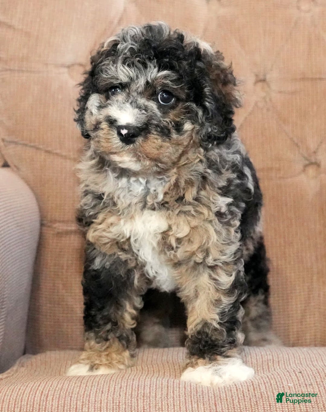 Cockapoo dogs for sale: Bo Jangles - Image 1