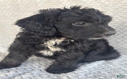 Mini Aussiedoodle dogs for sale: Harper - Image 8