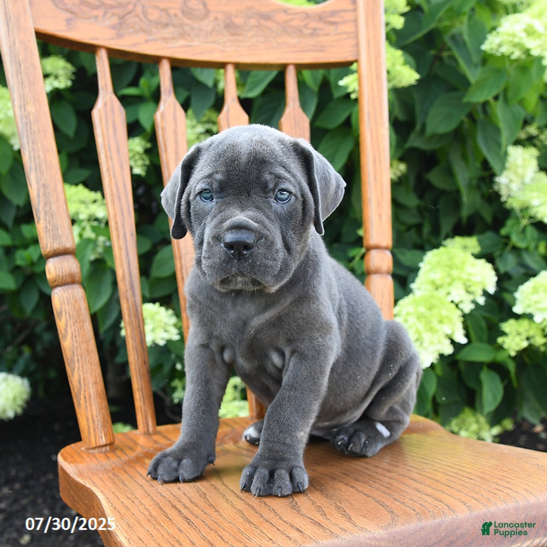 Cane Corso dogs for sale: Sterling - Image 2