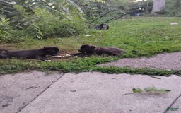 Cane Corso dogs for sale: Cane Corso 2 puppies - Image 6