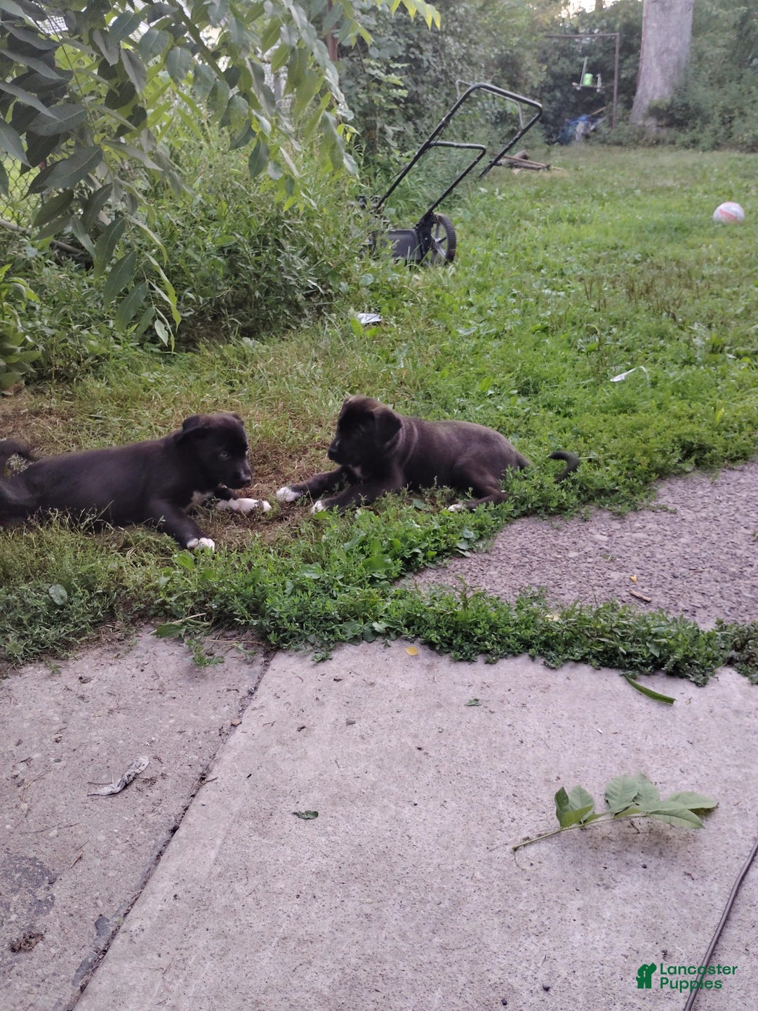 Cane Corso dogs for sale: Cane Corso 2 puppies - Image 6
