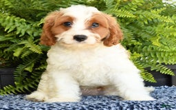 Cavapoo dogs for sale: Pluto - Image 3