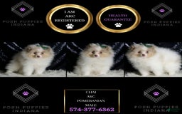 Pomeranian dogs for sale: Chai - Image 6