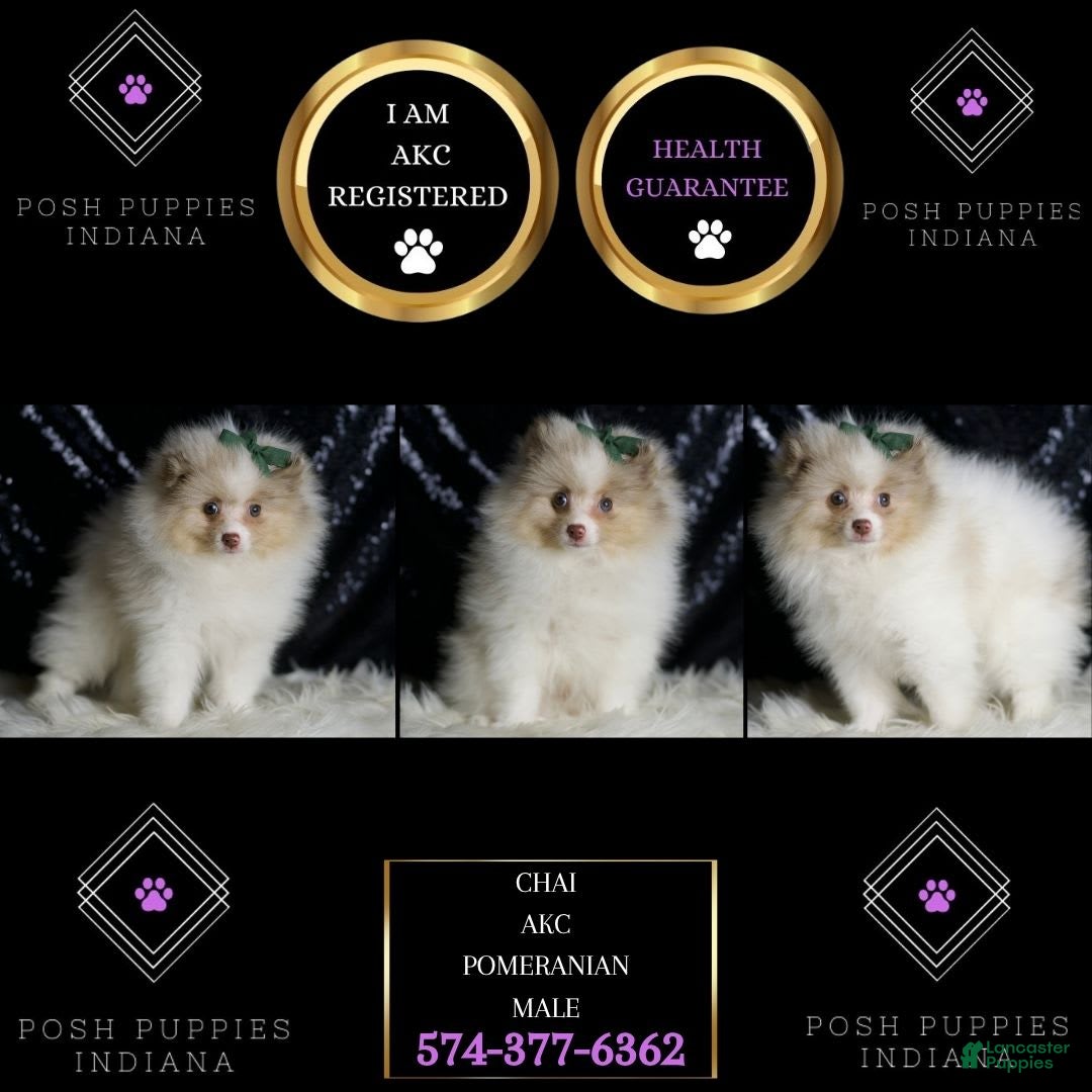 Pomeranian dogs for sale: Chai - Image 6