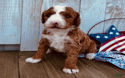 Mini Goldendoodle dogs for sale: Melanie Mini F1b - Image 3