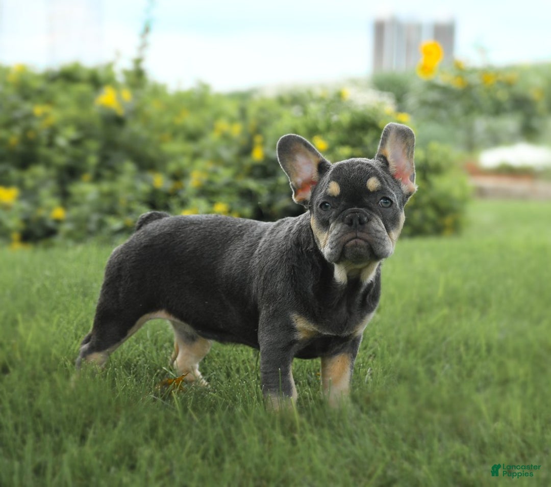French Bulldog dogs for sale: Zena - Image 2