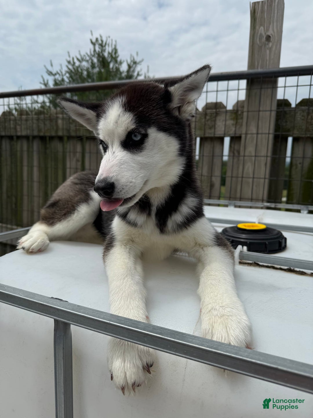 Siberian Husky dogs for sale: Nova Female 4 - Image 1