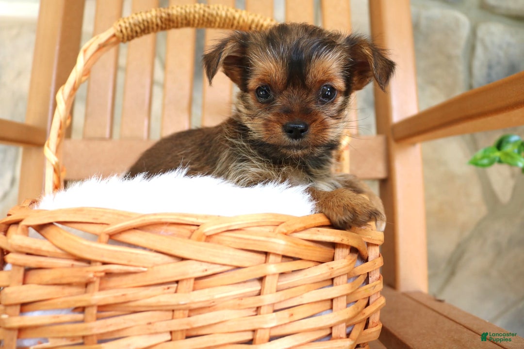 Shorkie dogs for sale: Kipper - Image 7