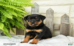 Rottweiler dogs for sale: Sage - Image 3