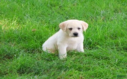 Labrador Retriever dogs for sale: Labrador Retriever 8 puppies - Image 8