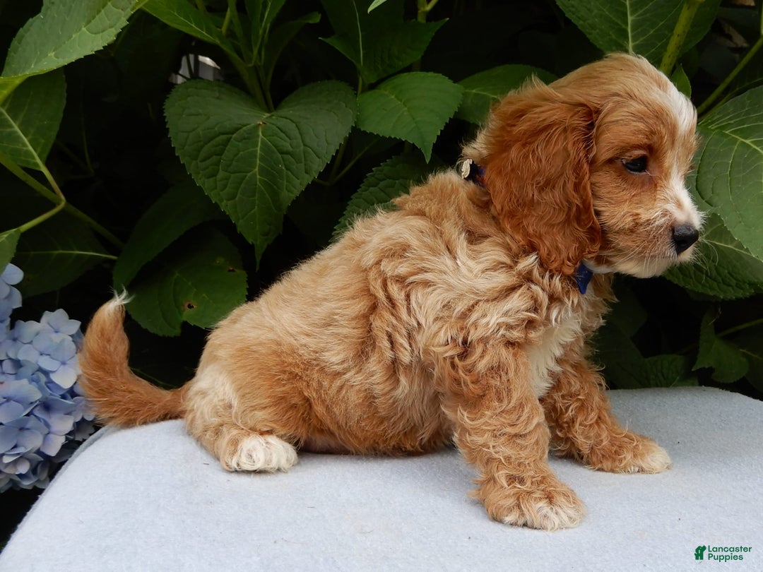 Cavapoo dogs for sale: Tux - Image 5