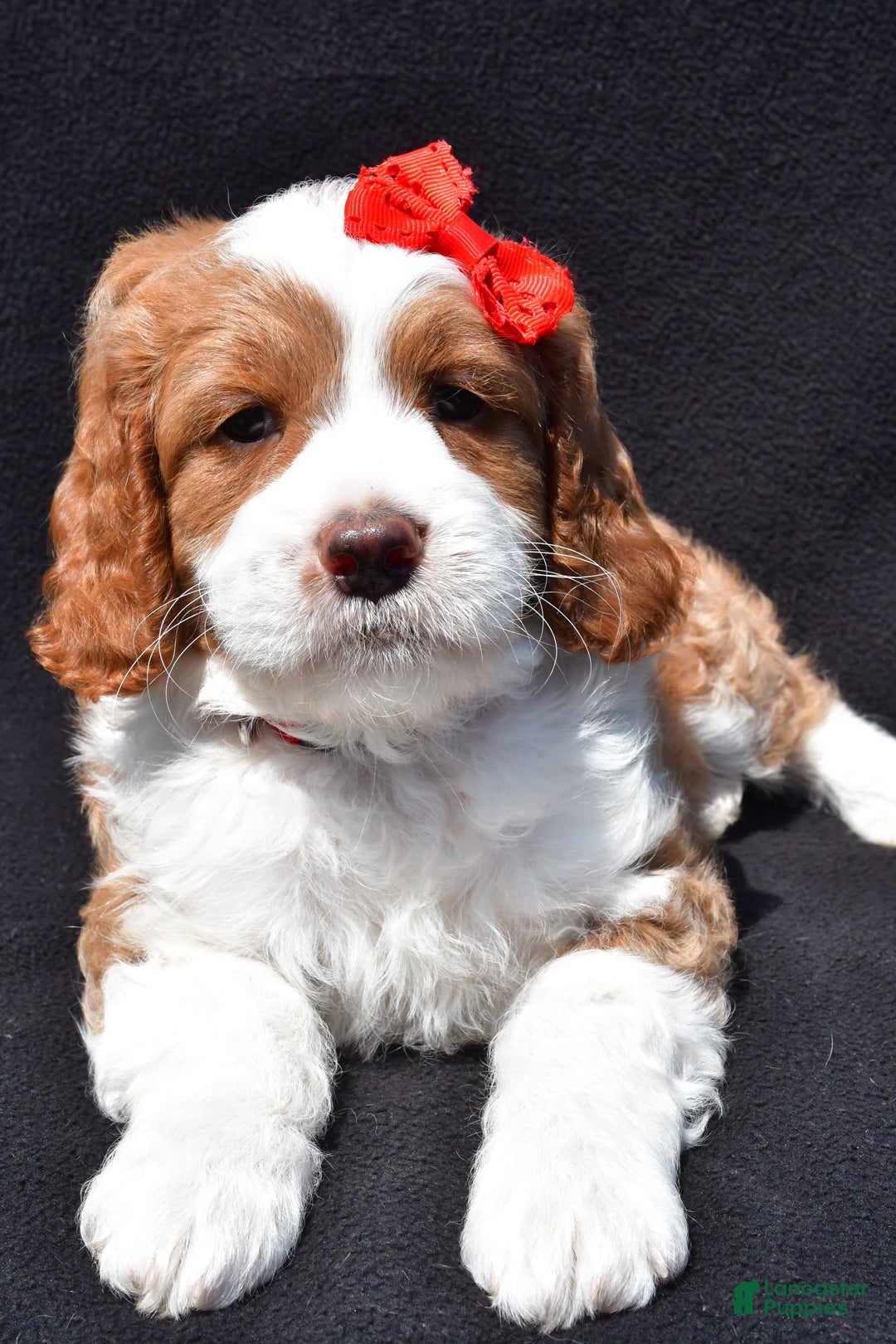Mini Goldendoodle dogs for sale: Rocky - Image 4