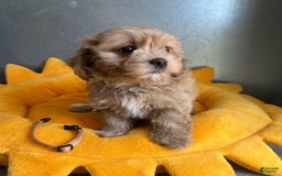 Maltipoo dogs for sale: Nicki - Image 2