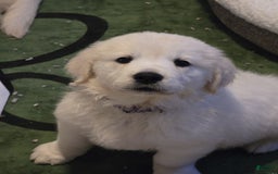Golden Retriever dogs for sale: Laura - Image 3