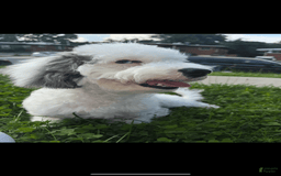 Bichon Frise dogs for sale: Layla - Image 7