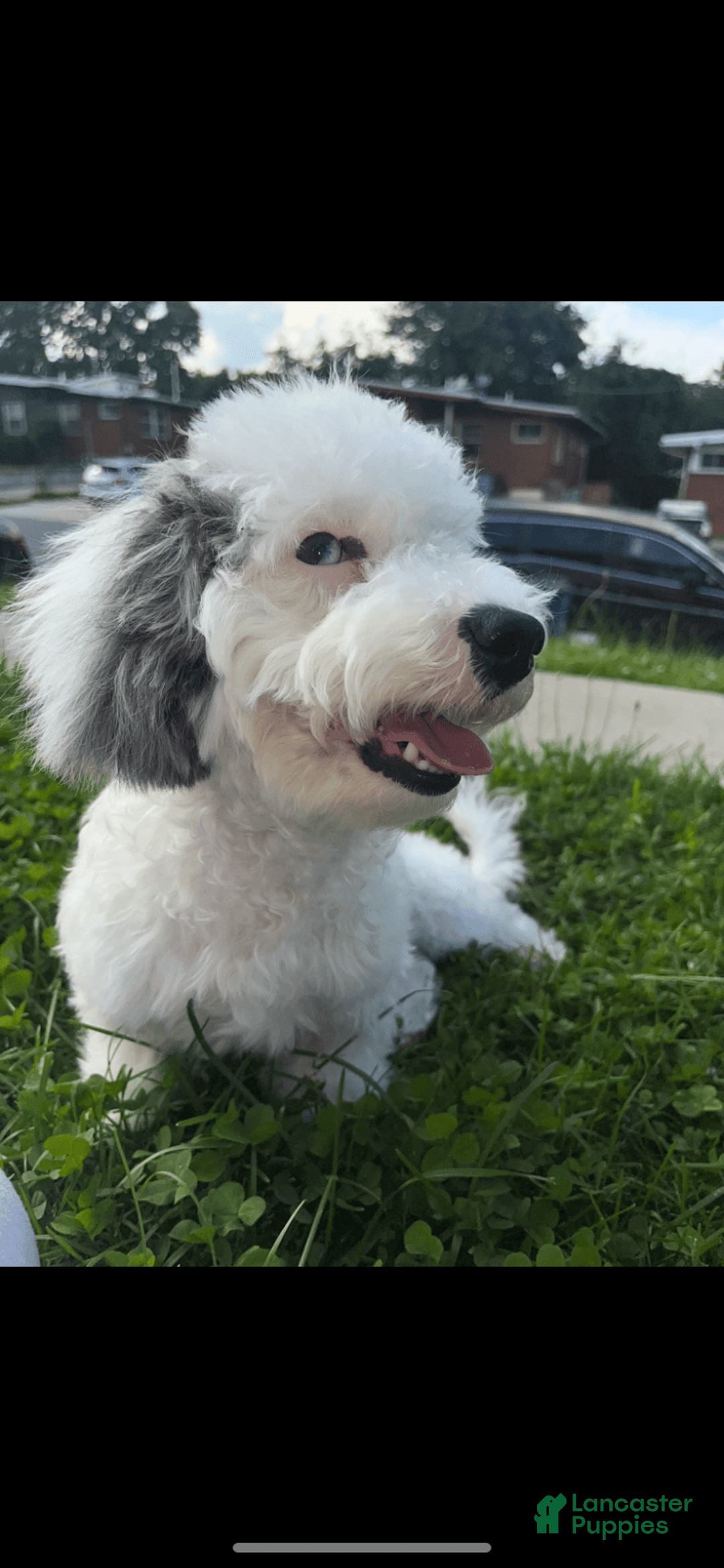Bichon Frise dogs for sale: Layla - Image 7
