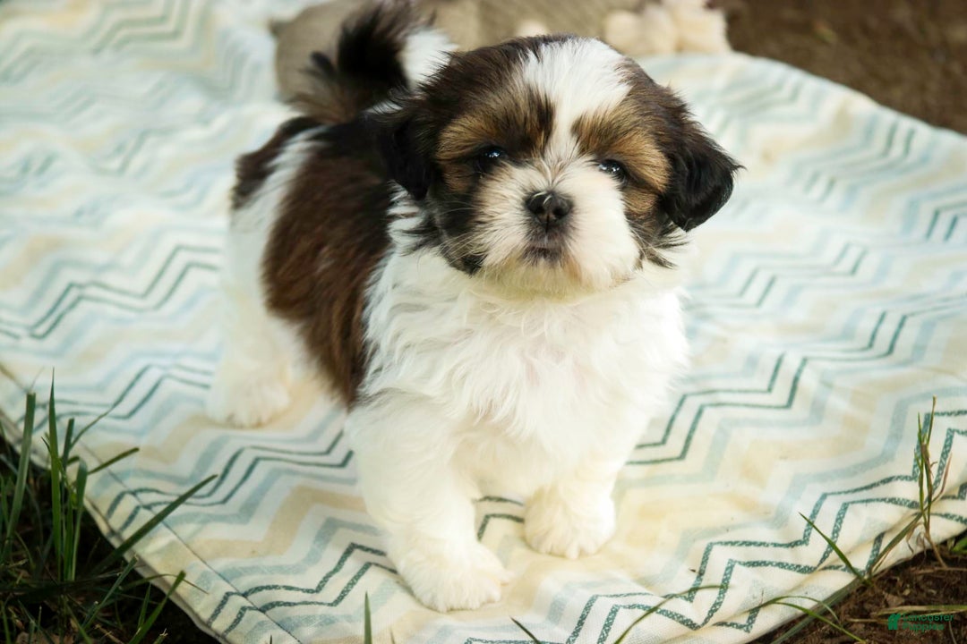 Shih Tzu dogs for sale: Raleigh - Image 1