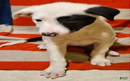 Border Collie dogs for sale: Bambi - Image 25