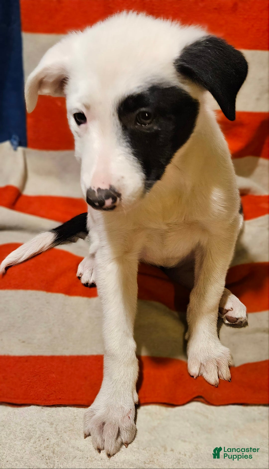 Border Collie dogs for sale: Bambi - Image 25