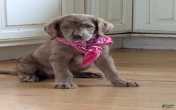 Labradoodle dogs for sale: Aspen Fern - Image 1