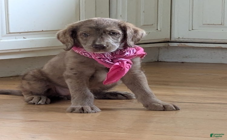 Labradoodle dogs for sale - Ad 1