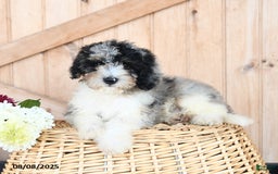 Miniature Poodle dogs for sale: Theo - Image 2