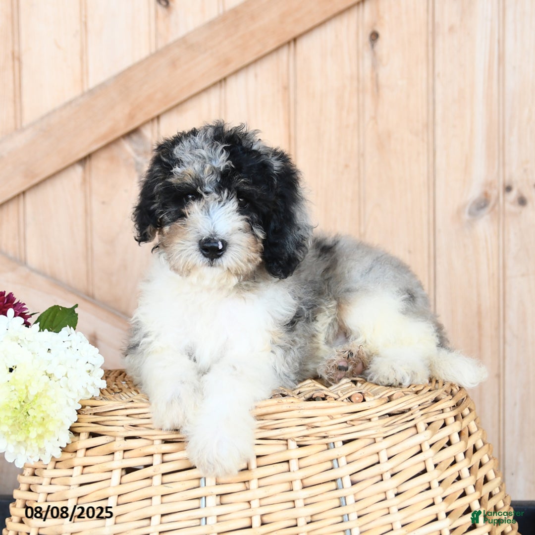 Miniature Poodle dogs for sale: Theo - Image 2