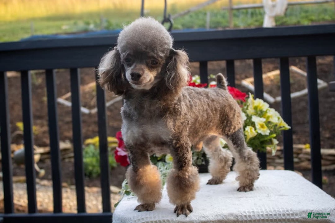 Toy Poodle dogs for sale: Latte - Image 5