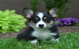 Welsh Corgi Pembroke dogs for sale: Jazzy - Image 3