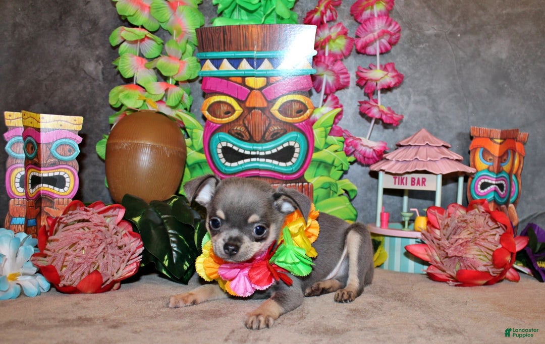 Chihuahua dogs for sale: Urban - Image 2