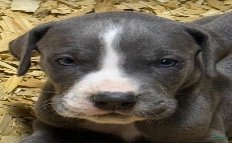 Great Dane dogs for sale - Ad 4