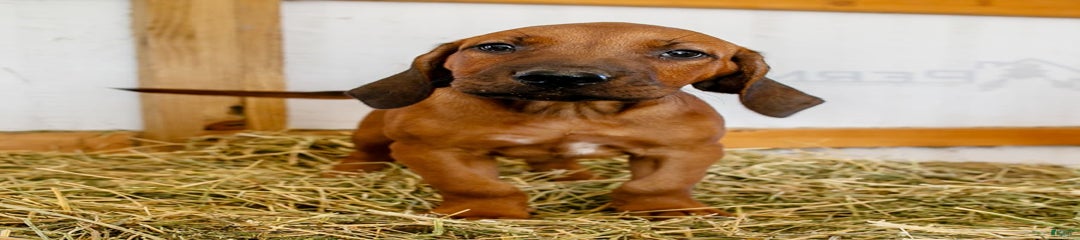 Milo