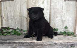 categoriesInfo:categoryAttributeOptions.pets.dogs.breed.belgianGroenendael dogs for sale: Jasper - Image 8