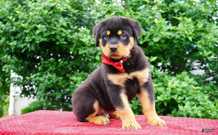 Rottweiler dogs - Advert 20