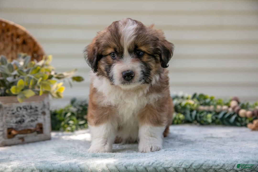 Mini Aussiedoodle dogs for sale: Roscoe - Image 1