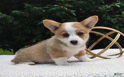 Welsh Corgi Pembroke dogs for sale: Aspen - Image 16