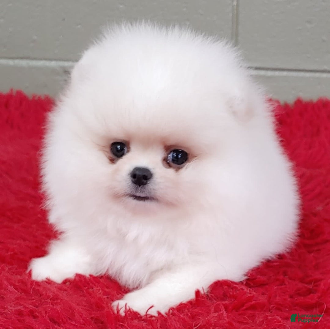 Pomeranian dogs for sale: Blizzard - Image 5