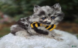 Pomsky dogs for sale: Pepper - Image 3
