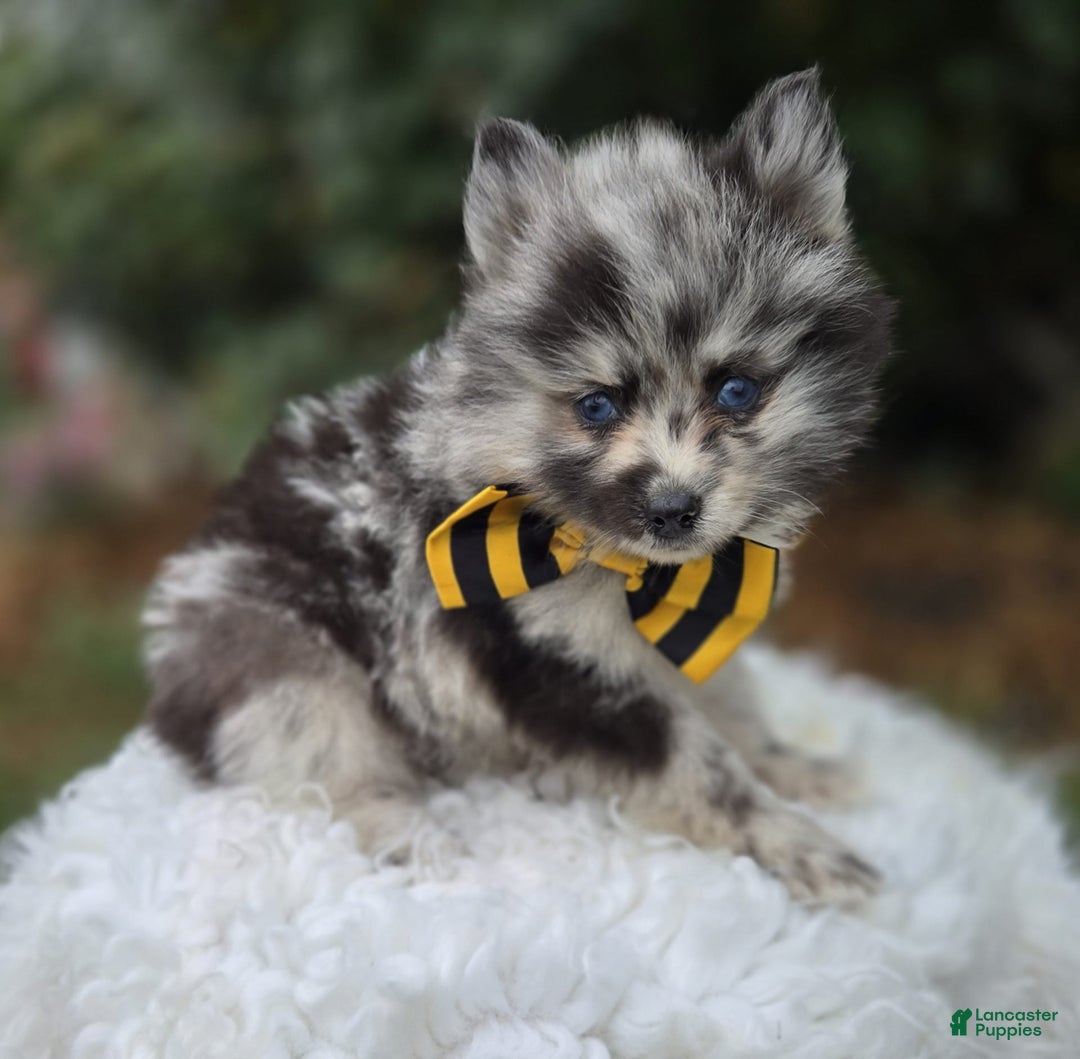 Pomsky dogs for sale: Pepper - Image 3