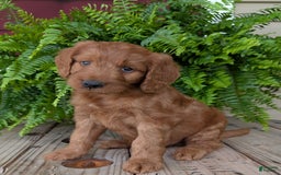 Goldendoodle dogs for sale: Ben - Image 22