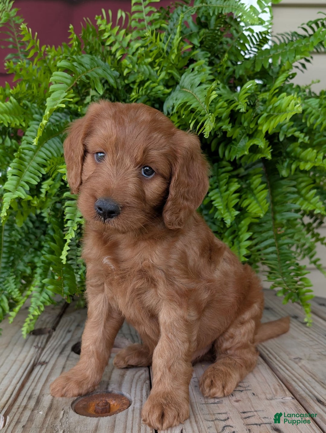 Goldendoodle dogs for sale: Ben - Image 22