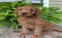 Goldendoodle dogs for sale: Dash - Image 7