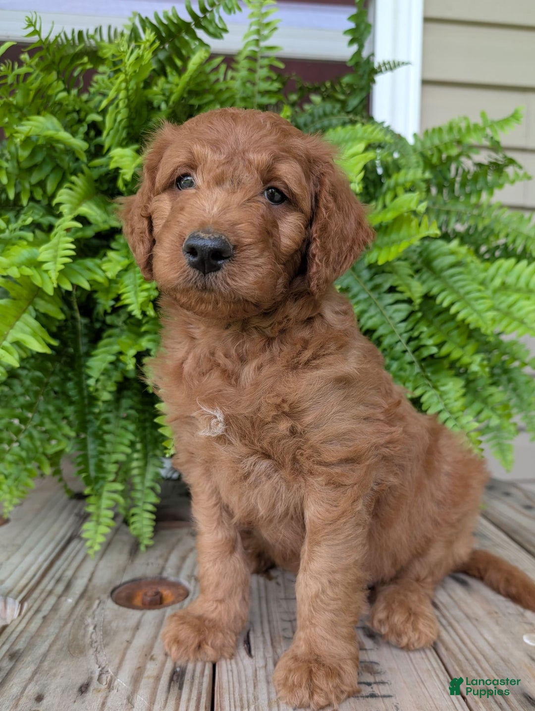 Goldendoodle dogs for sale: Dash - Image 7