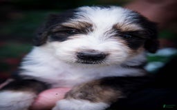 Bernedoodle dogs for sale: Shooter - Image 19
