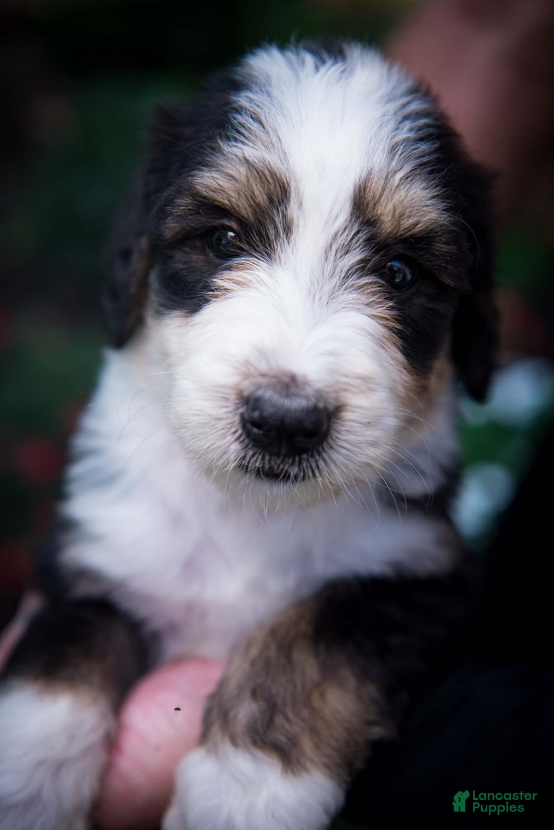 Bernedoodle dogs for sale: Shooter - Image 19