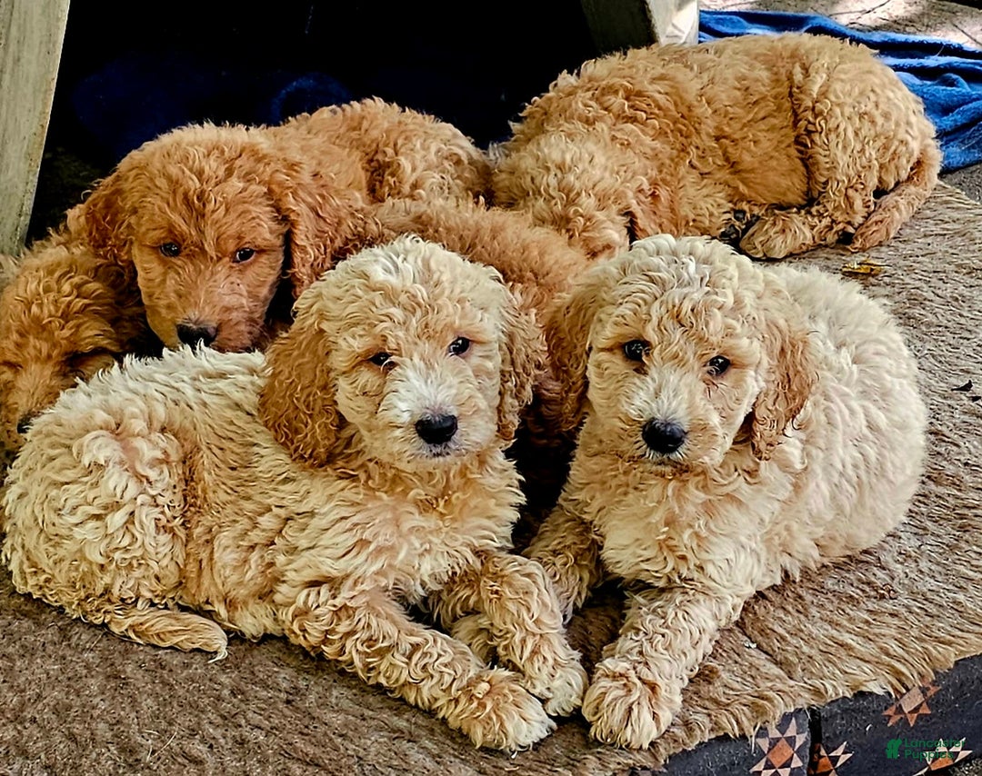 Goldendoodle dogs for sale: Harley - Image 4