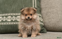 Pomeranian dogs for sale: Teddy - Image 4