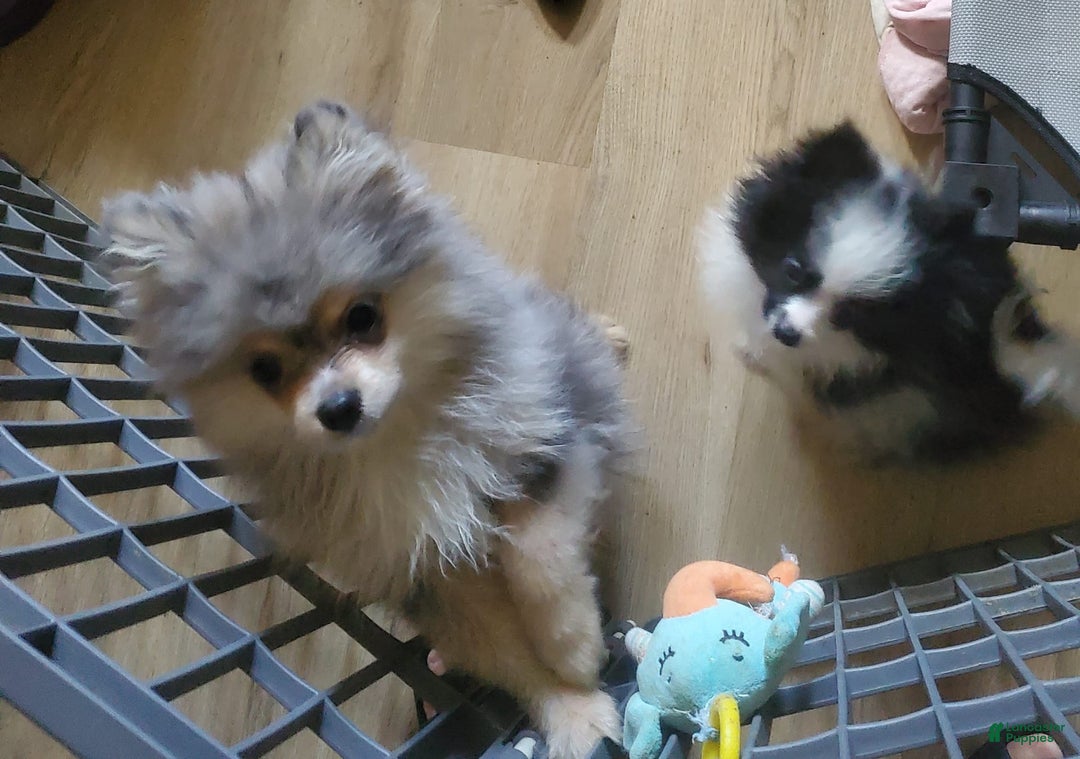 Pomeranian dogs for sale: Buzz - Image 21