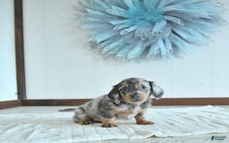 Miniature Dachshund dogs for sale: Zeke Rare Color - Image 5